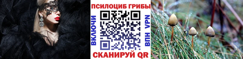 Псилоцибиновые грибы Psilocybe  Купить где  Дальнереченск 